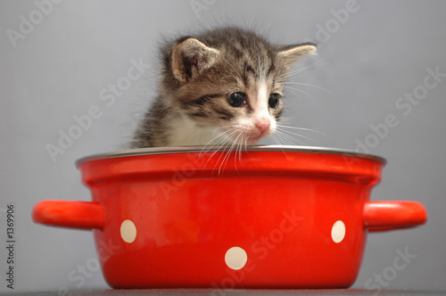 kitty in red saucepan