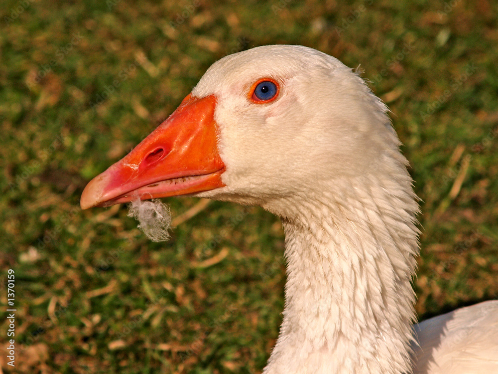 white goose 1