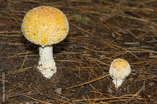 mushroom pair