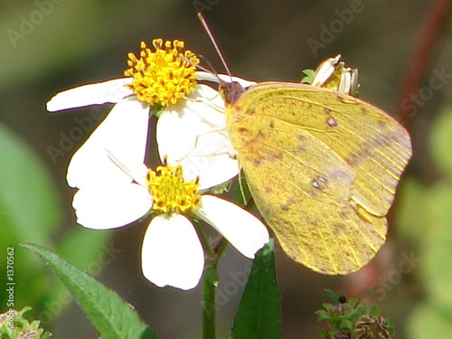 sulpher butterfly photo