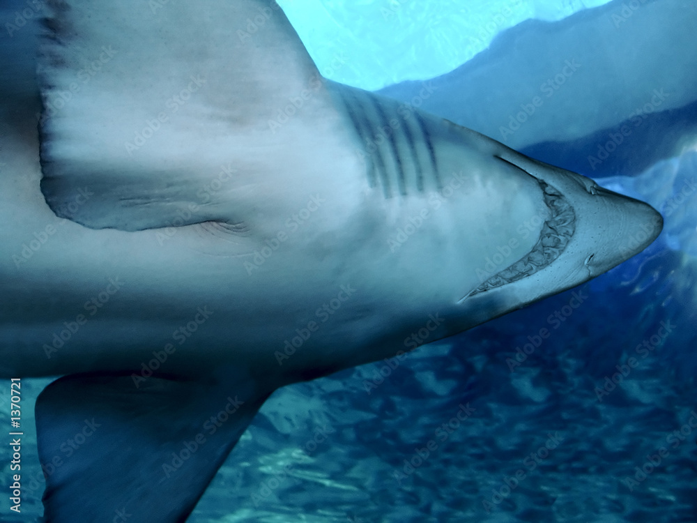 Naklejka premium shark