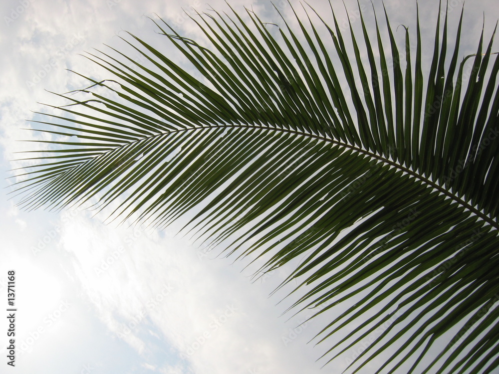 Obraz premium closeup coconut palm tree leaf