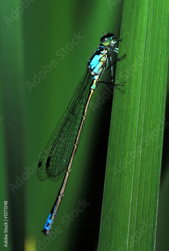 damsel fly