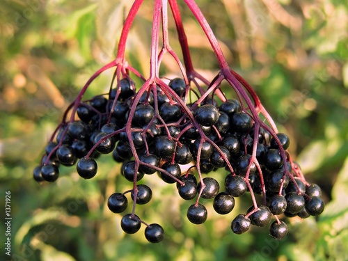 elder berries-danewort