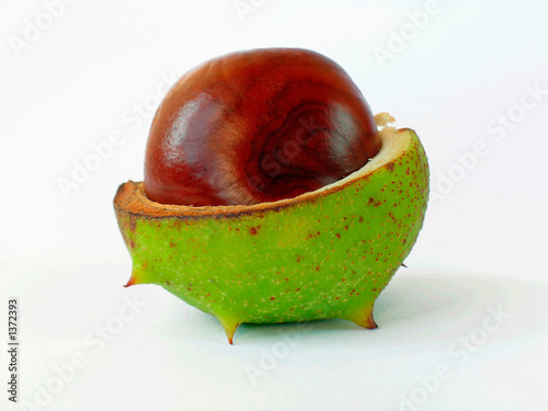 chestnut-2