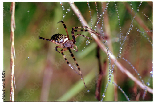 dew