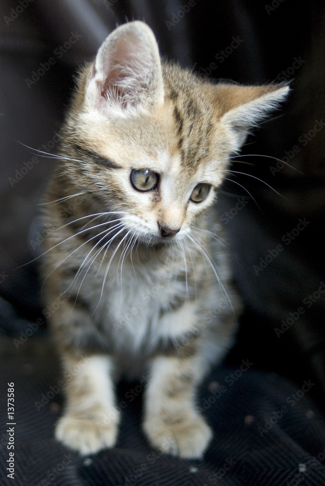 chaton4 chaton4