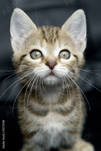 chaton7