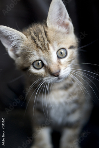 chaton6