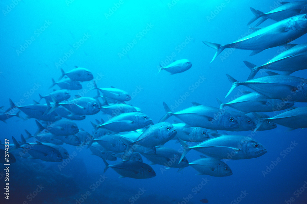 Fototapeta premium jackfishes