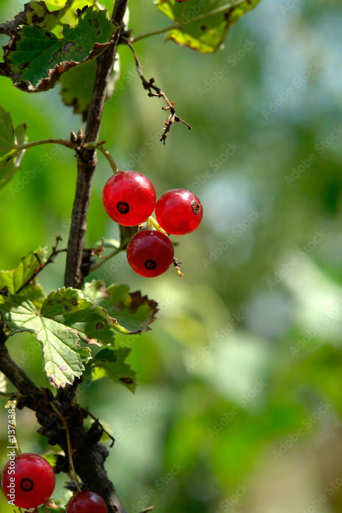 currant currant