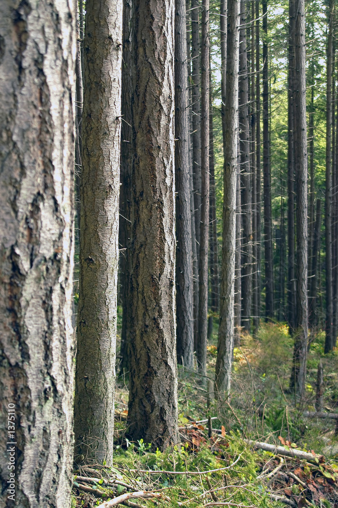 Obraz premium pines