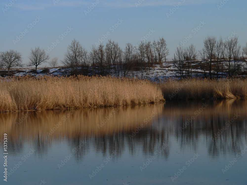 sunset on behind the reeds