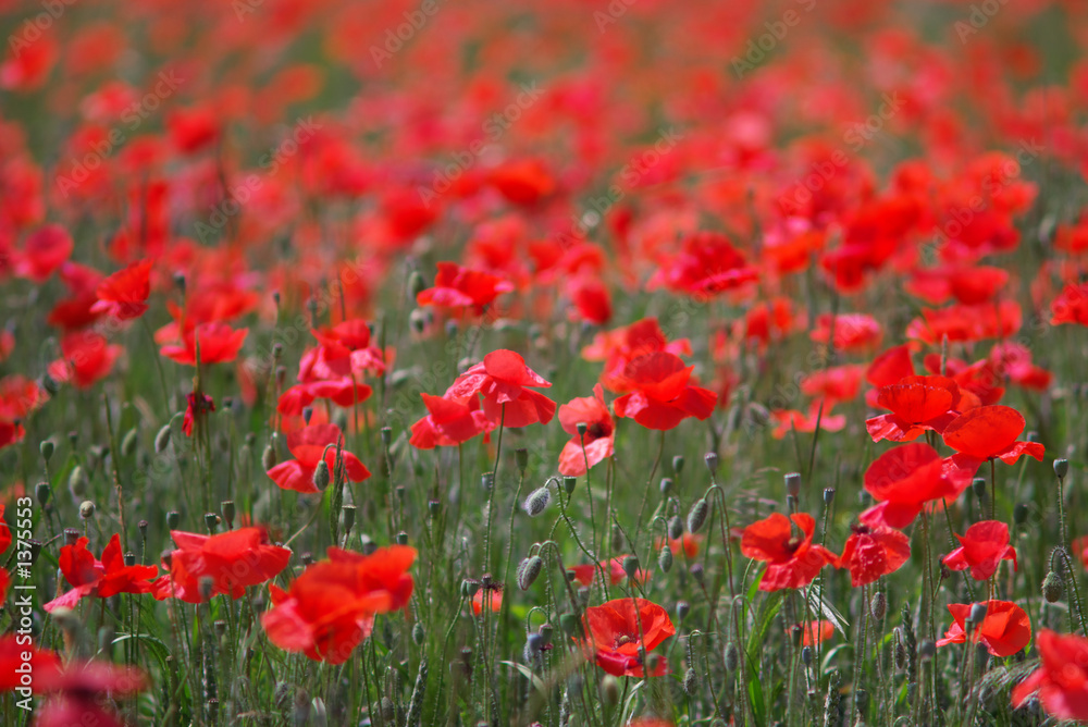 poppies perspective