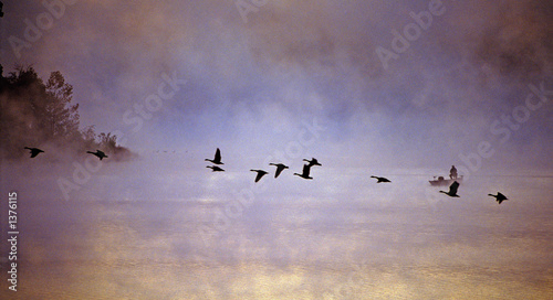 flying geese © John Keith
