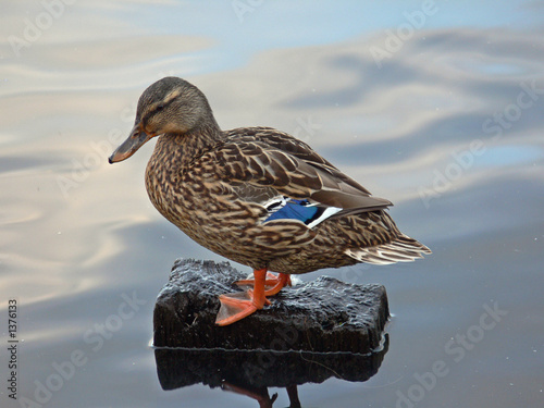 resting duck
