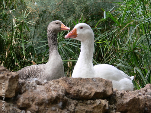 ducks