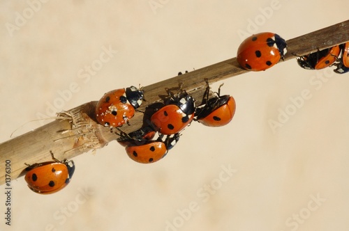 ladybirds photo