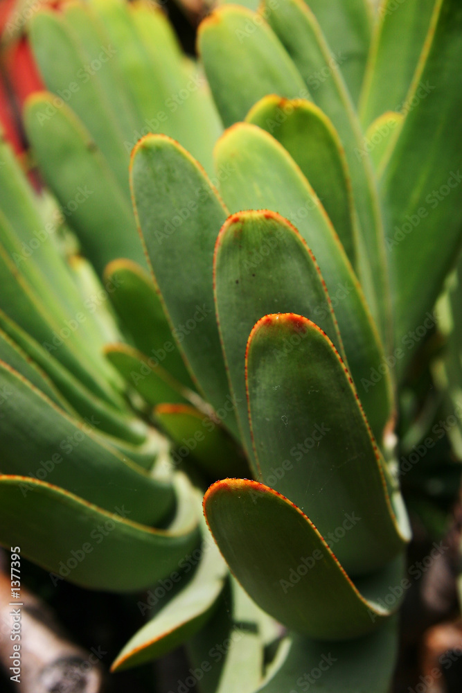 cactus or aloe with flat leaves cactus or aloe with flat leaves