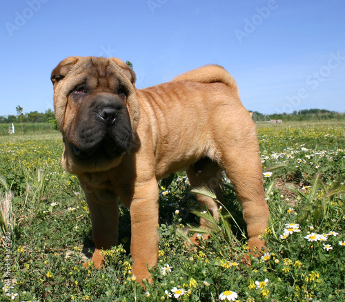 chiot shar peï photo