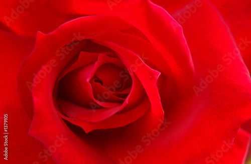 hintergrund rote rose