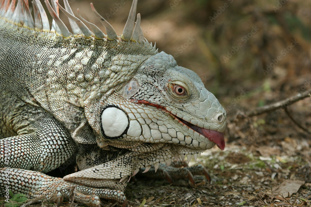 iguana showing a tongue iguana showing a tongue