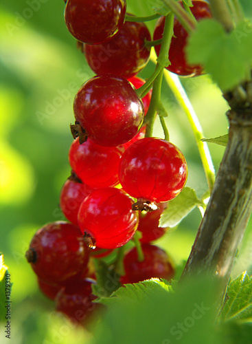 johannisbeeren