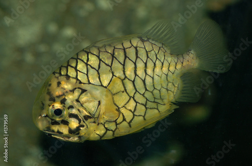 pipeapple fish