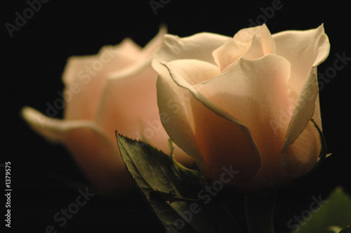 rosen im dunkeln photo