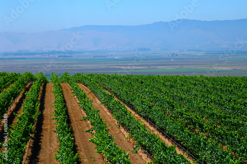 crops growing in california photo