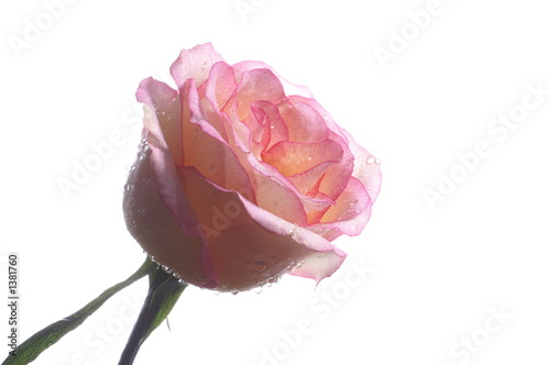 a pink rose against a white background
