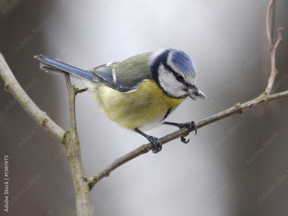 Obraz premium mesange charbonniere