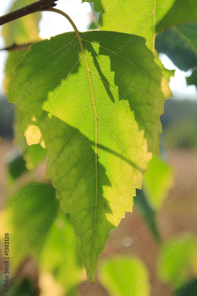 Naklejka premium birch leaf