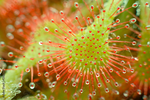 sundew - drosera capillaris