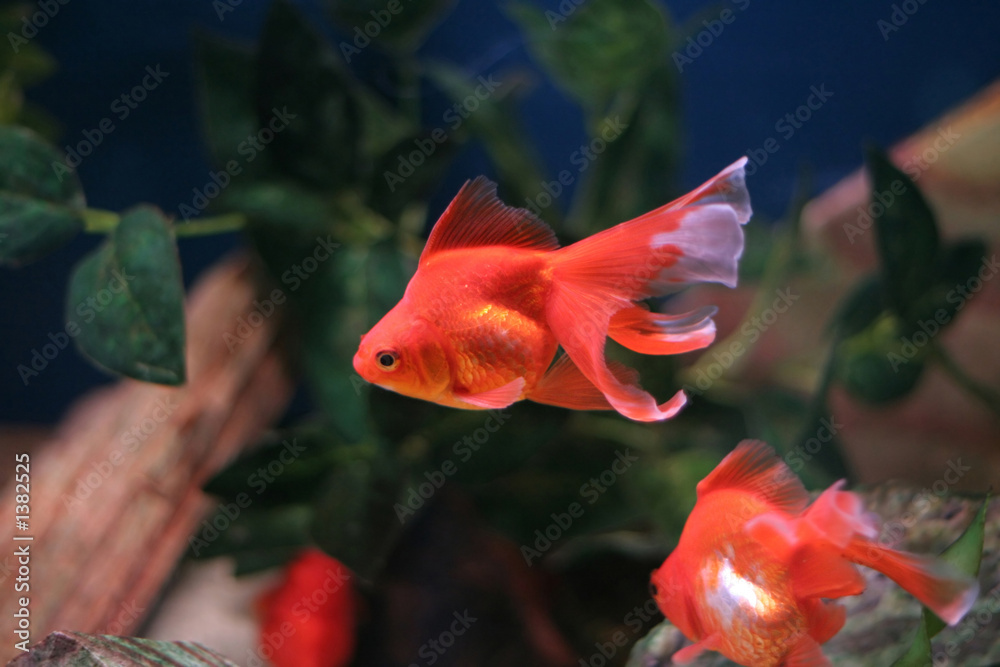 Obraz premium goldfish