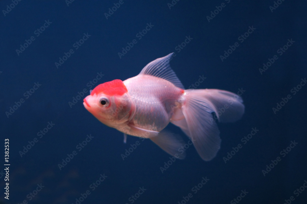 Obraz premium goldfish