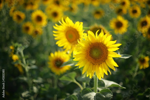 sembrado girasoles