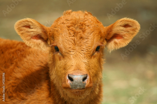 little cow