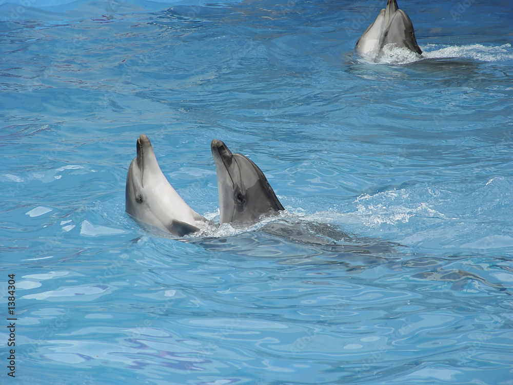 Fototapeta premium dolphins dance