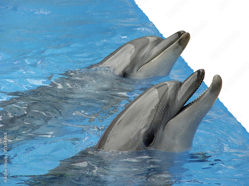 Fototapeta premium pair dolphins. isolated