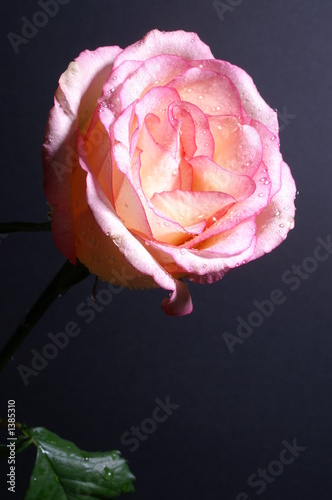 a pink rose against a black background