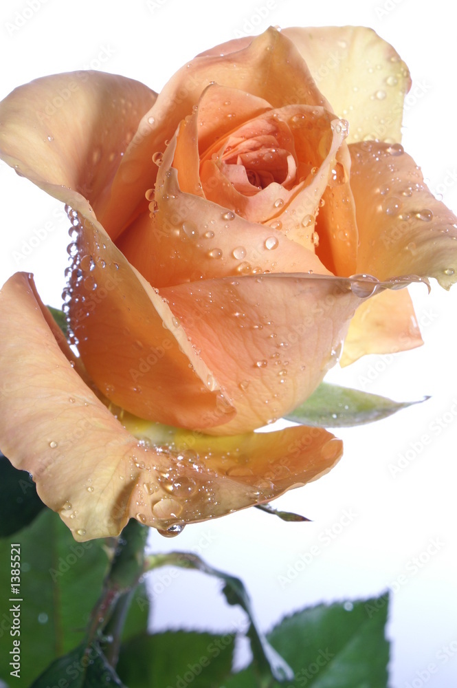 a yellow rose against a white background