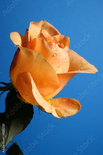 a yellow rose