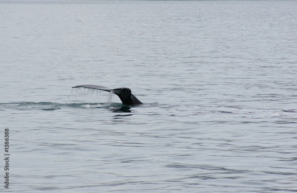 Fototapeta premium humpback tail