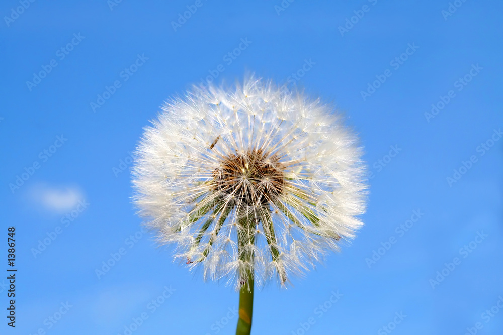 pusteblume