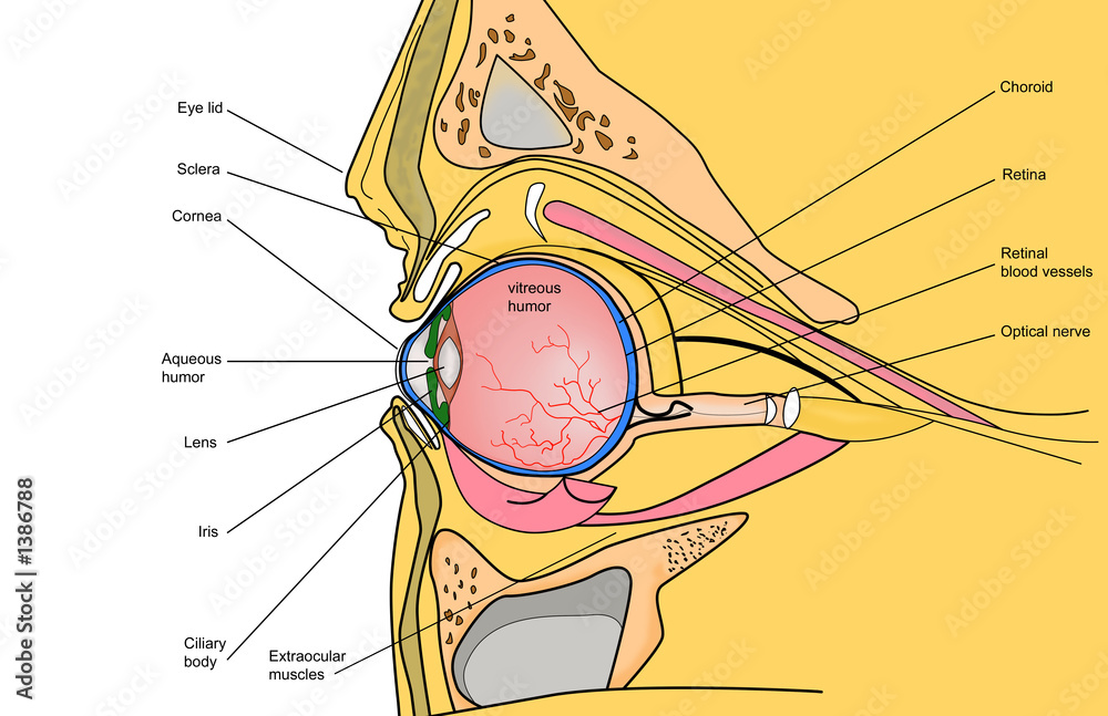medical illustration of the human eye - obrazy, fototapety, plakaty 