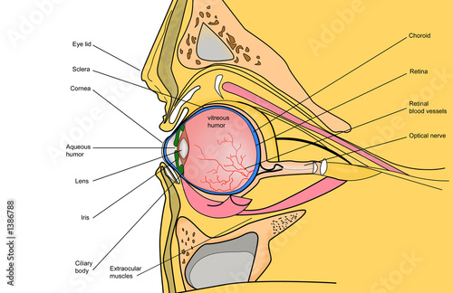 Fototapeta Naklejka Na Ścianę i Meble -  medical illustration of the human eye