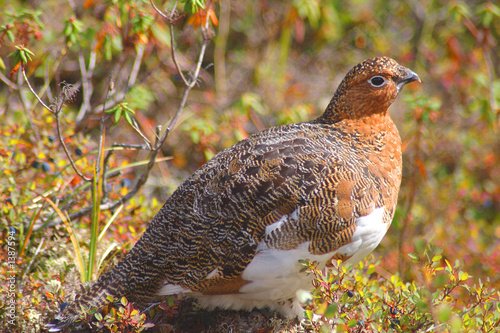ptarmigan bird in lat autumn in the north end of Canada's Quebec