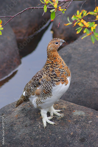 ptarmigan strutting its plumage on a rock next to a small pool of water in Quebec photo