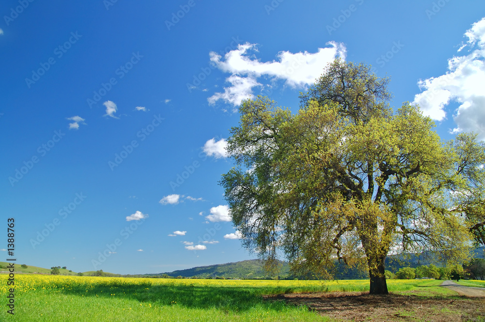 rural spring countryside